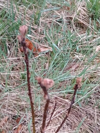 IMG-20250427-WA0016