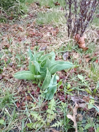 IMG-20250427-WA0015